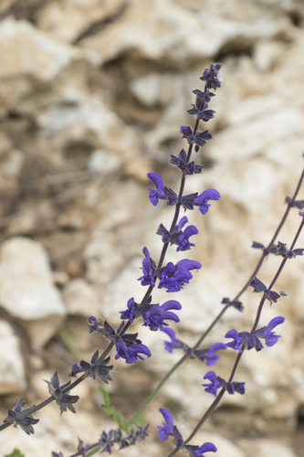 Salvia dumetorum (Salvia dumetorum)