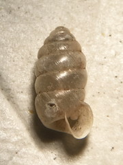 Gastrocopta armifera