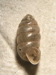 Gastrocopta armifera