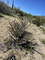 Cylindropuntia tesajo