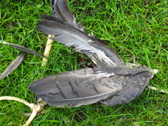 Patagioenas fasciata