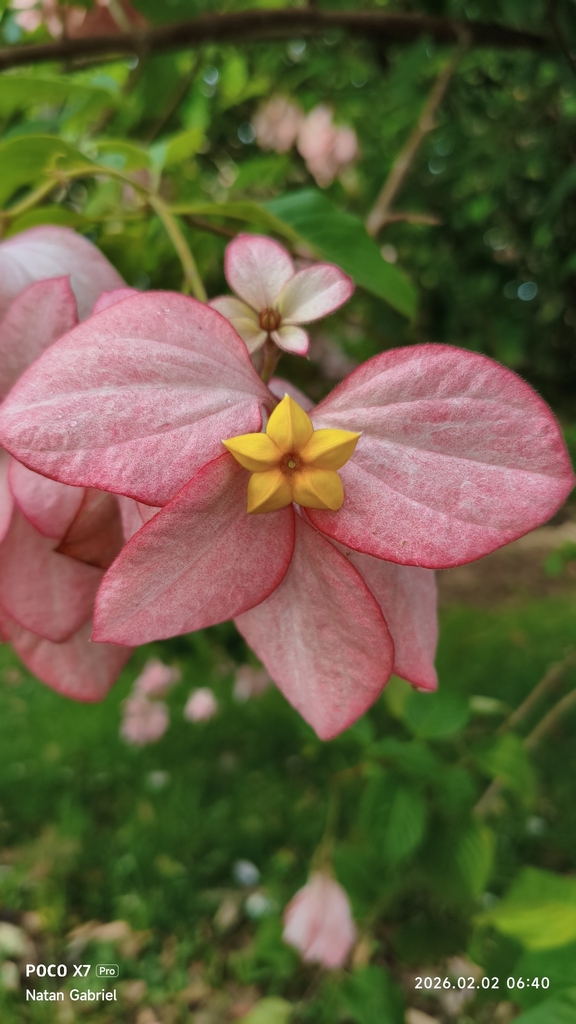 Mussaenda philippica – Mussaenda philippica