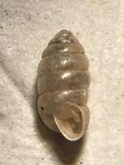 Gastrocopta armifera