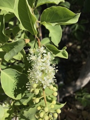 Stegnosperma cubense