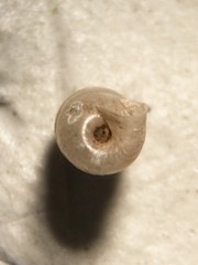 Gastrocopta armifera