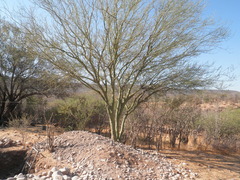 Parkinsonia x sonorae