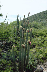 Cleistocactus parviflorus