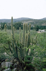 Cleistocactus parviflorus