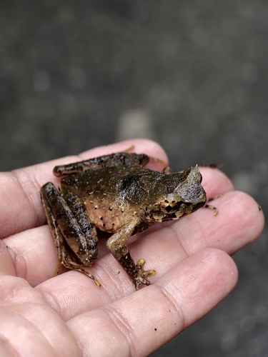 Megophrys longipes, 2026-02-01