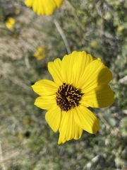 Encelia asperifolia