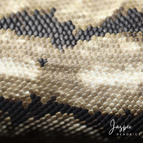 Arnold's Velvet Gecko