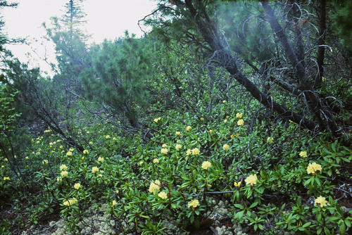 Rhododendron aureum (Rhododendron aureum)