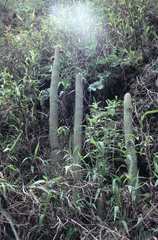 Cleistocactus parviflorus