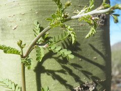Parkinsonia x sonorae