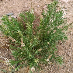 Reseda stenostachya