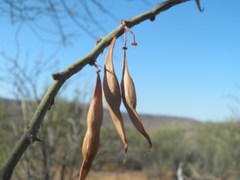 Parkinsonia x sonorae