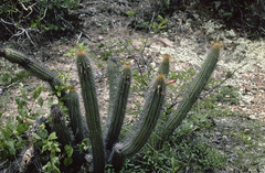 Cleistocactus parviflorus