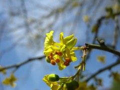 Parkinsonia x sonorae