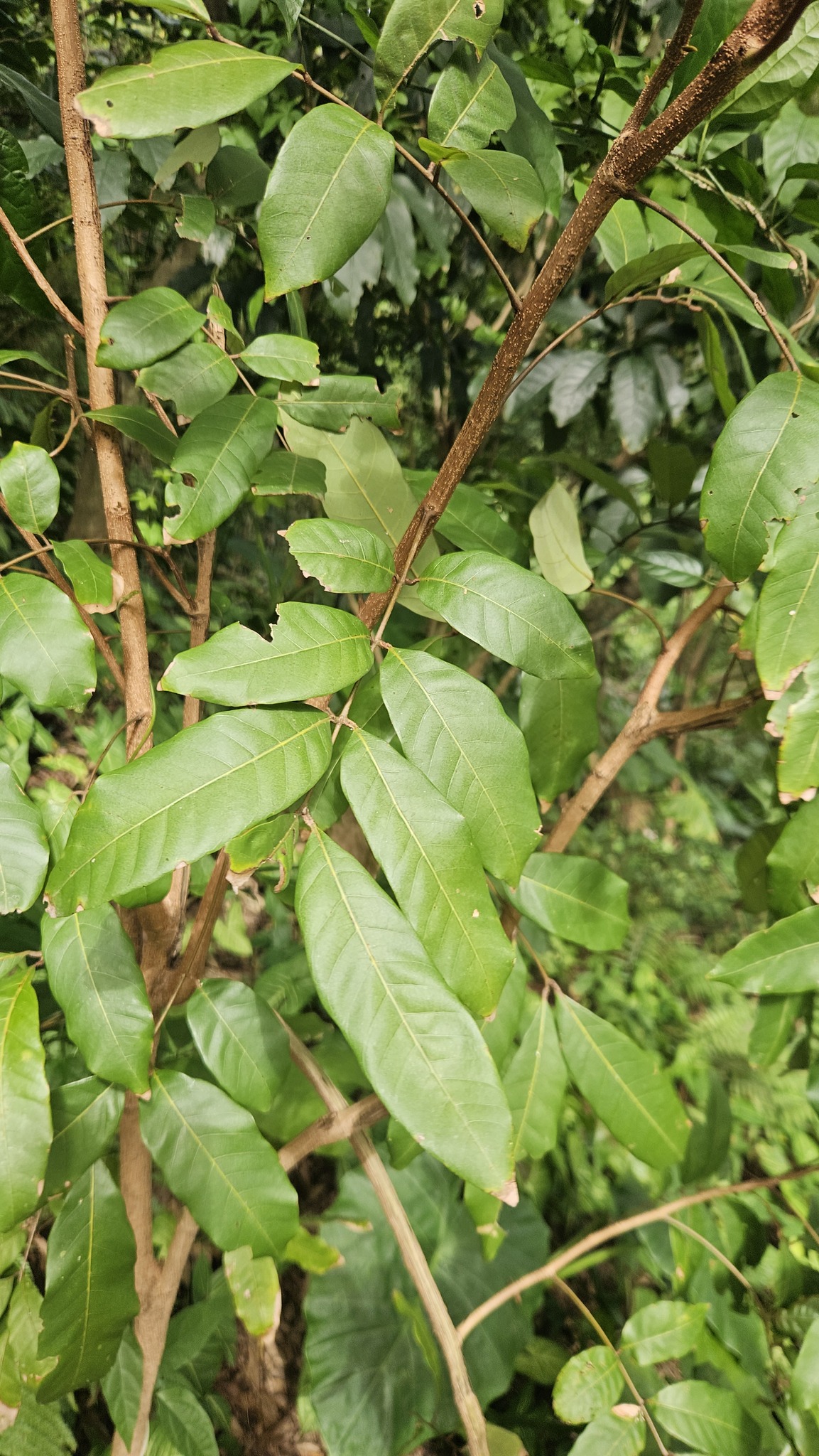 Foto de Dimocarpus longan Lour.