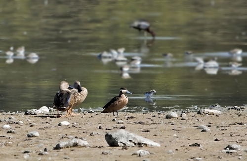 Blue-billed Teal (Spatula hottentota)