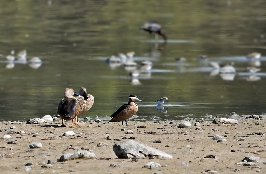 Blue-billed Teal (Spatula hottentota), photo 1