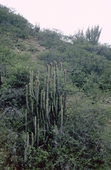 Cleistocactus parviflorus