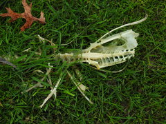 Patagioenas fasciata