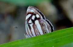 Dynamine postverta mexicana