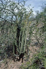 Cleistocactus parviflorus