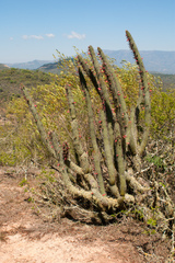 Cleistocactus parviflorus