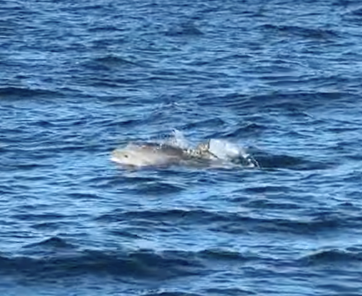 Lagenodelphis hosei