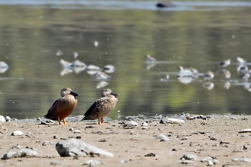 Cape Shoveler (Spatula smithii), photo 4