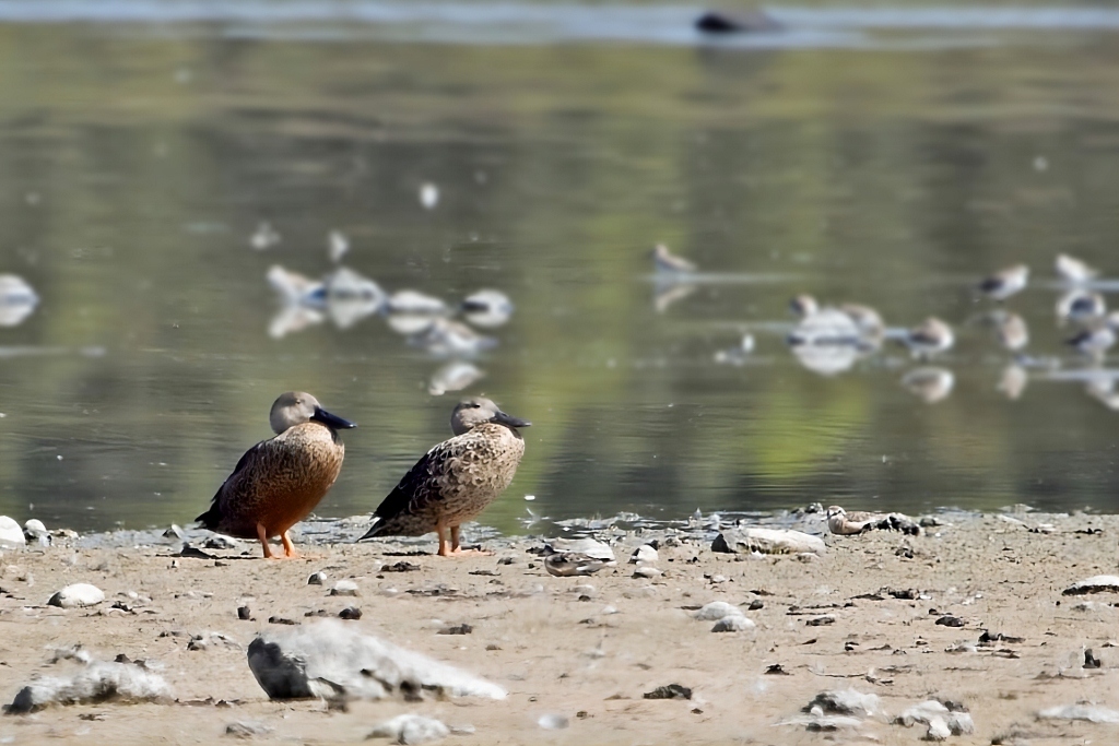 Cape Shoveler (Spatula smithii), photo 4