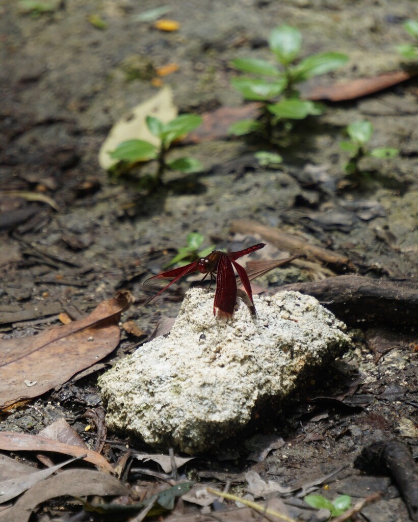Neurothemis ramburii (Neurothemis ramburii)