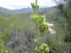 Erica diaphana