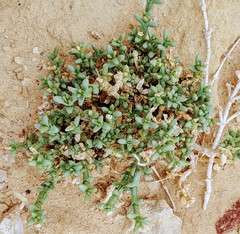Anabasis setifera