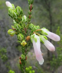 Erica diaphana