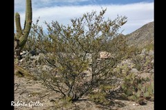 Bulnesia schickendantzii