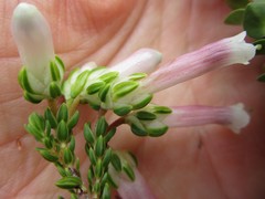 Erica diaphana