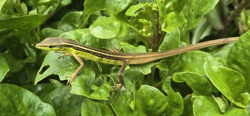 Takydromus sexlineatus
