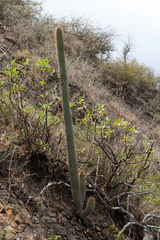 Cleistocactus parviflorus