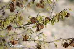 Bulnesia schickendantzii