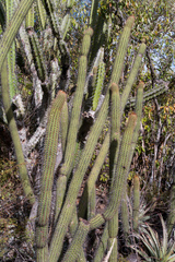 Cleistocactus parviflorus