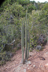 Cleistocactus parviflorus