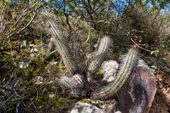 Cleistocactus parviflorus