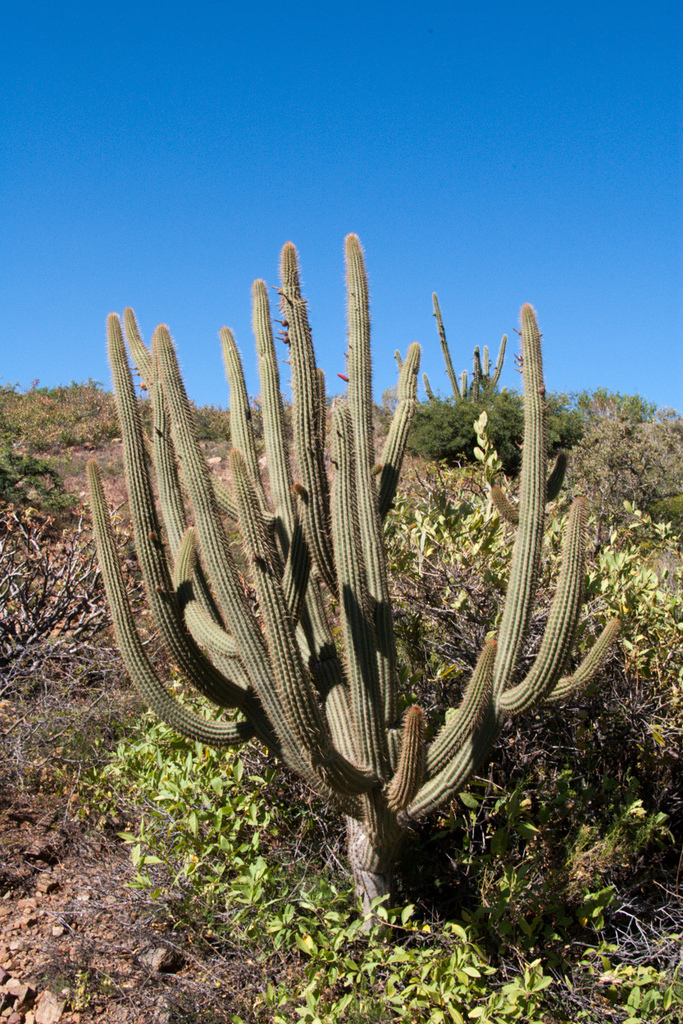 Cleistocactus parviflorus