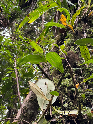 Elleanthus capitatus, photograph 4