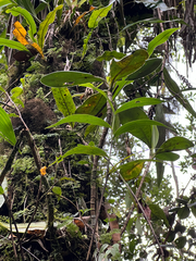Elleanthus capitatus, photograph author not stated, no rights reserved