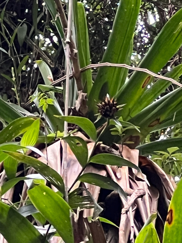 Capitate Elleanthus (Elleanthus capitatus)