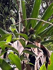 Elleanthus capitatus, photograph author not stated, no rights reserved